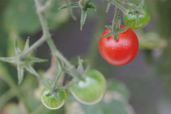 petit-tomato-03R2