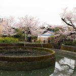 久地円筒分水の桜：2022年